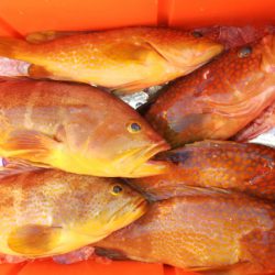 第二龍勢丸 釣果