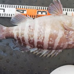 第二龍勢丸 釣果