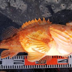 第二龍勢丸 釣果