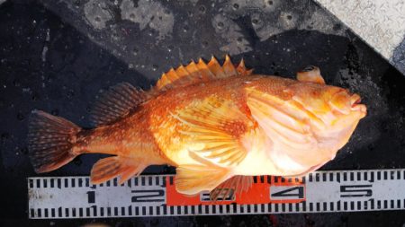 第二龍勢丸 釣果