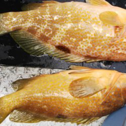 第二龍勢丸 釣果