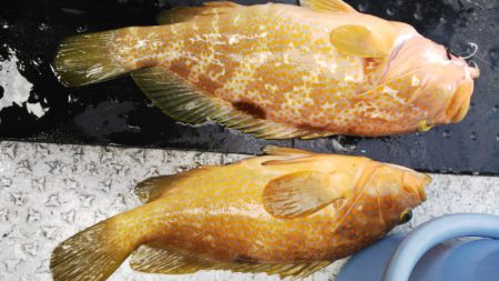 第二龍勢丸 釣果