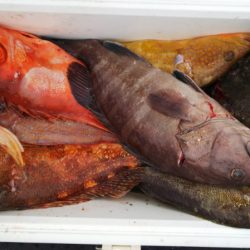 第二龍勢丸 釣果