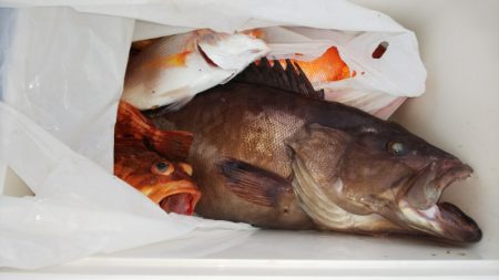 第二龍勢丸 釣果