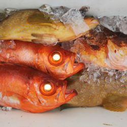 第二龍勢丸 釣果