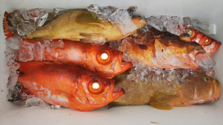 第二龍勢丸 釣果