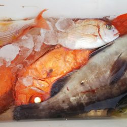 第二龍勢丸 釣果