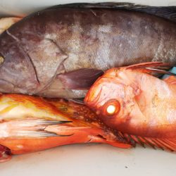 第二龍勢丸 釣果