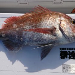 だて丸 釣果