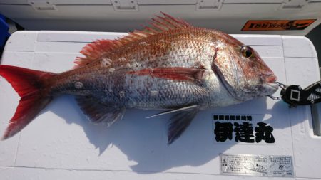 だて丸 釣果