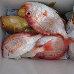 海皇丸 釣果