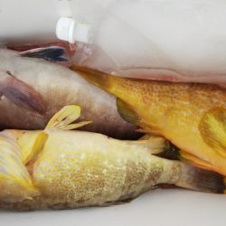 第二龍勢丸 釣果