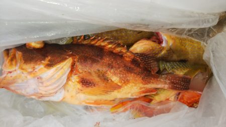 第二龍勢丸 釣果