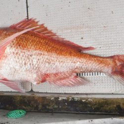 ブルースフィッシングサービス 釣果