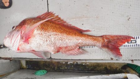 ブルースフィッシングサービス 釣果