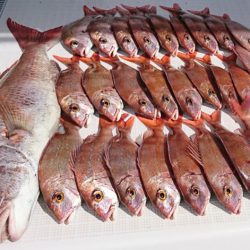 遊漁船 家入 釣果