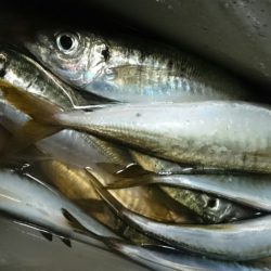 シースナイパー海龍 釣果