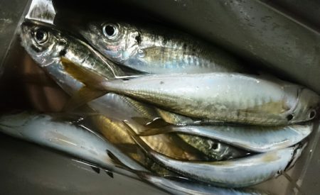 シースナイパー海龍 釣果