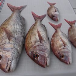 遊漁船 家入 釣果