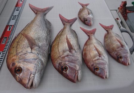 遊漁船 家入 釣果