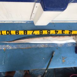 ヤザワ渡船 釣果