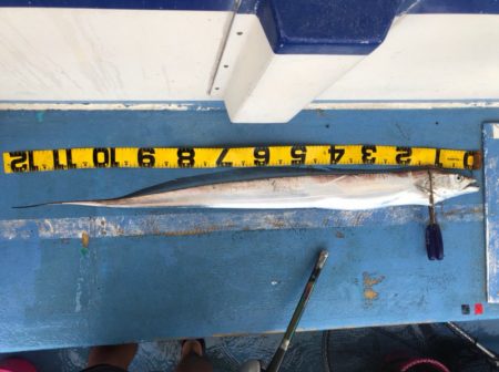 ヤザワ渡船 釣果