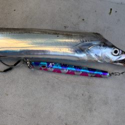 末広丸(熊本) 釣果