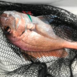 龍神丸(鹿児島) 釣果