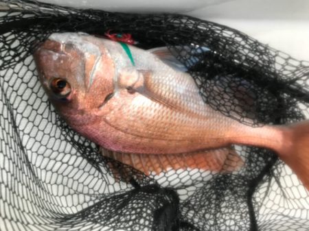 龍神丸(鹿児島) 釣果