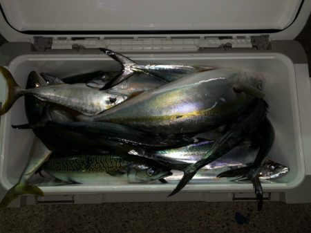 第二八坂丸 釣果