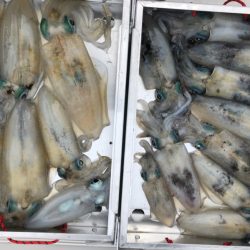 あみや渡船 JIGBOY 釣果