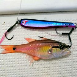 光生丸 釣果