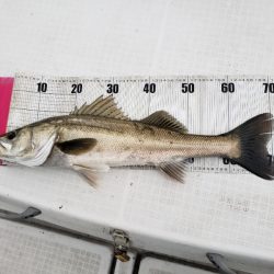 海龍丸（島根） 釣果