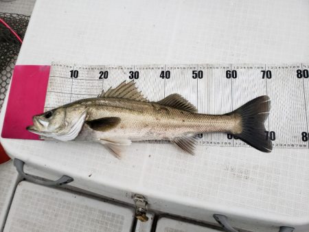 海龍丸（島根） 釣果