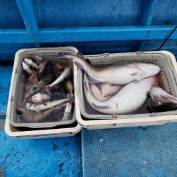 さち丸 釣果