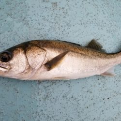 アマテラス 釣果