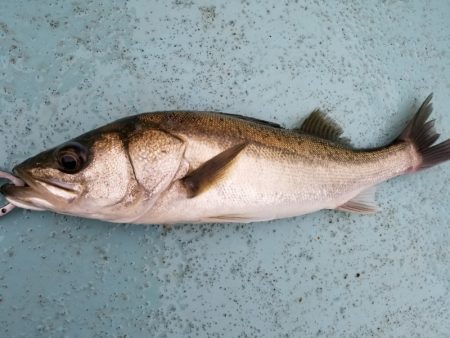 アマテラス 釣果