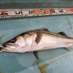 アマテラス 釣果