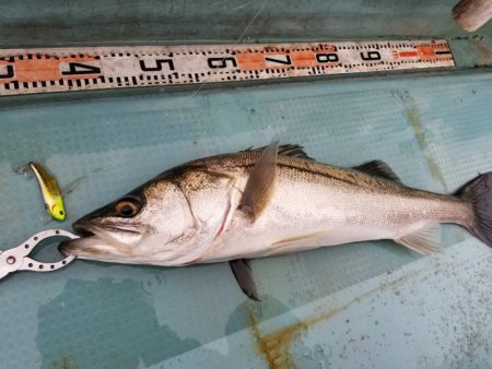 アマテラス 釣果