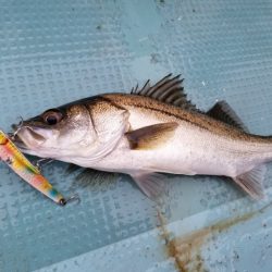 アマテラス 釣果