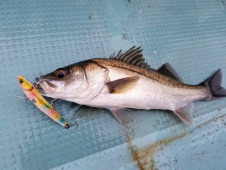 アマテラス 釣果