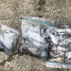 あみや渡船 JIGBOY 釣果