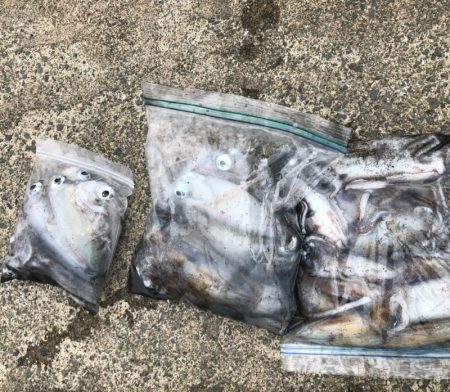 あみや渡船 JIGBOY 釣果