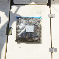 マリンガイド福丸 釣果