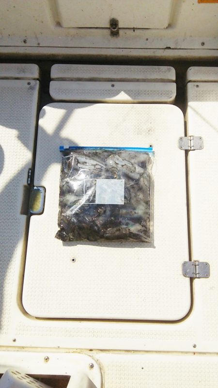 マリンガイド福丸 釣果