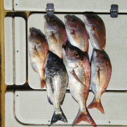 マリンガイド福丸 釣果