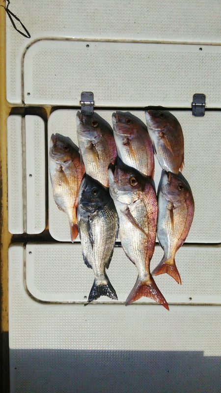 マリンガイド福丸 釣果