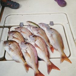 マリンガイド福丸 釣果