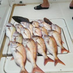 マリンガイド福丸 釣果