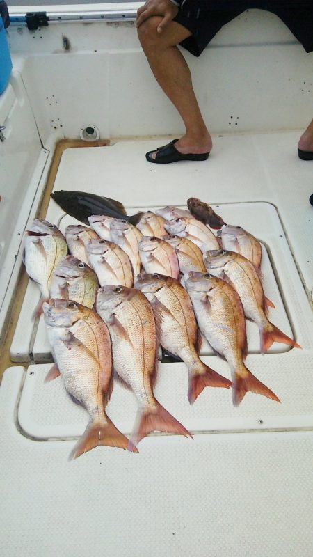 マリンガイド福丸 釣果